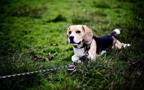 Coleira para cães grandes
