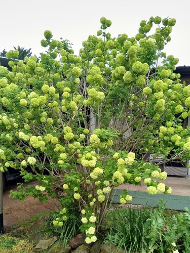 Viburnum Opulus, Bola De Nieve, Mundillo, Plantas