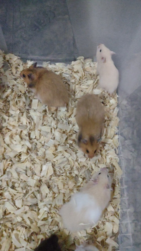 Hamster Sírios