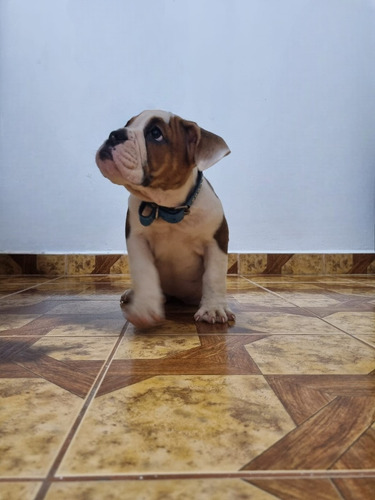Bulldog Ingles Hembra, Lista Para Dar Amor En Tu Hogar