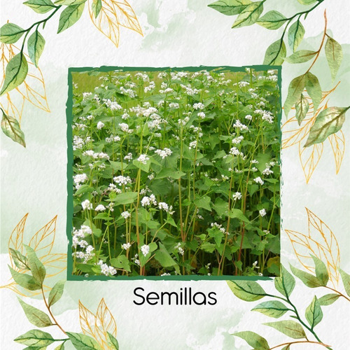 500 Semillas De Alforfón Para Germinados