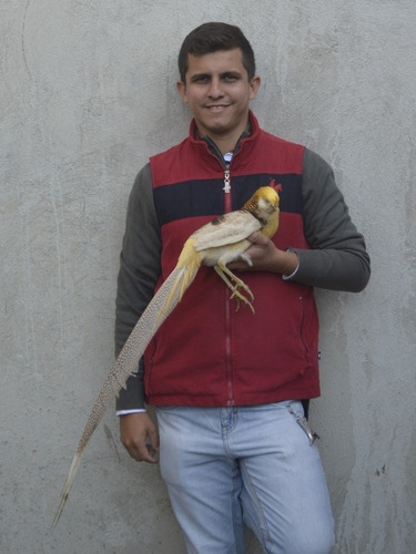 Faisán Gigy (Usado)