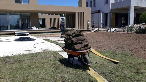 Imagen 4 de 7 de Cesped De Hoja Ancha Axonopus O Brasilero