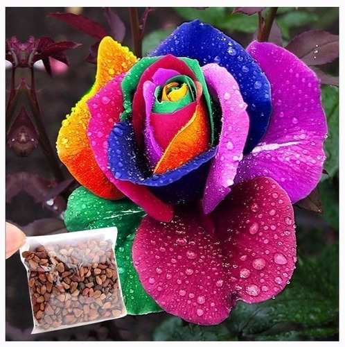 150 Sementes Rosa Arco-iris Vermelh Roxo Azul Rosa E Outras