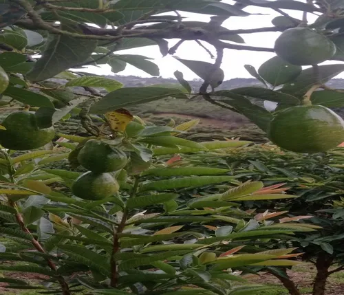 Finca Tocotá