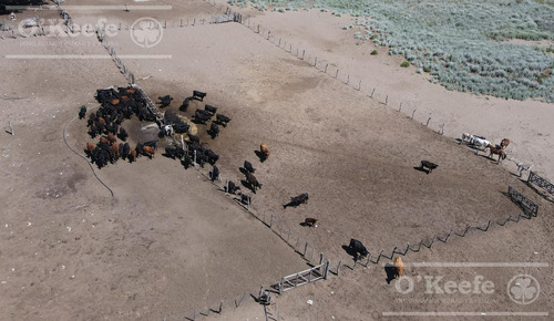 Campo En Venta De 27950 Has En Gral Alvear Mendoza. Armada Para Cria/recria