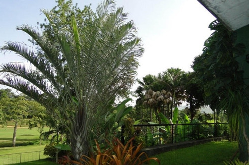 Imagen 4 de 14 de 306000 L Trias 04140432833 Casa Venta Guataparo Country Club