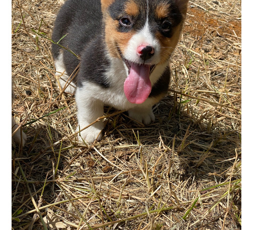 Hermosos  Cachorros Corgi De Criadero Kanis