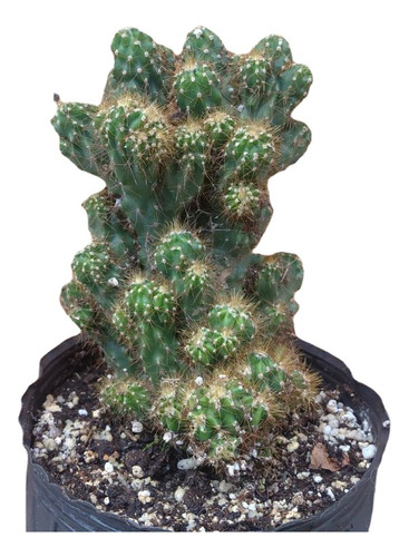 Cereus Jamacaru Monstruoso