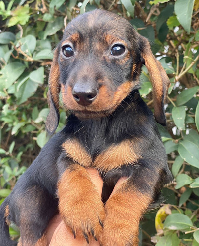 Dachschund Teckel Pelo Duro Mini Jabali