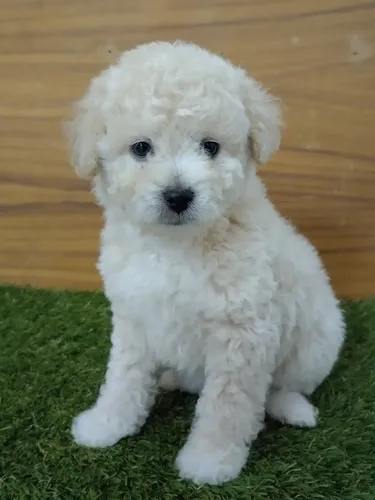 Barato French Poodle Guadalajara