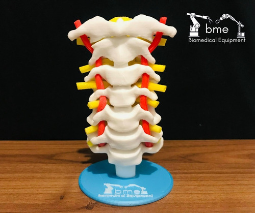 Modelo Anatómico Columna Vertebral Cervical