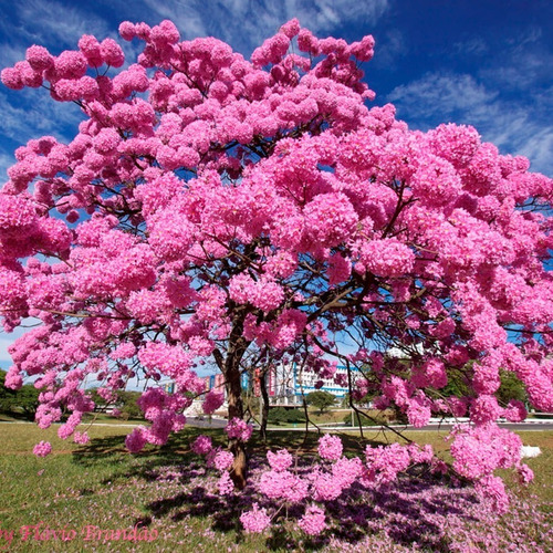 Muda De Ipê Rosa Uma Das Árvore Mais Bonita Do Brasil | Parcelamento sem  juros