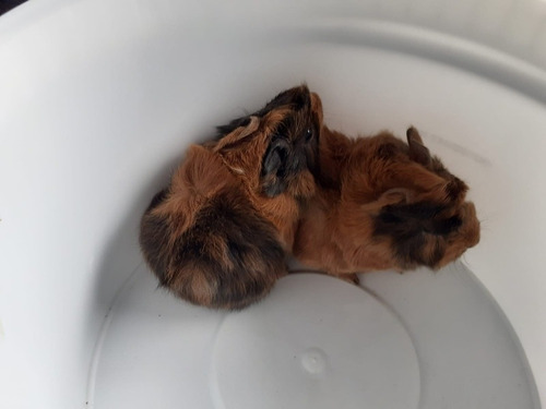 Imagen 4 de 9 de Cuis Cuises Cobayos Abisinio C/ Remolinos Mascotas Conejillo