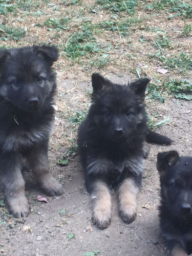 Cachorros Pastor Aleman