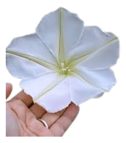 Dama De Noche Campanilla Blanca Ipomoea Alba Nativa