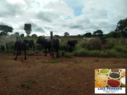 Imagem 8 de 15 de Fazenda À Venda Em Formoso Do Araguaia-to - 1.771 Hectares (dupla Aptidão) - 1618