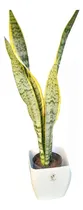 Comprar Sanseviera + Maceta Premium Cuadrada 20 Cm Ideal Deco Planta