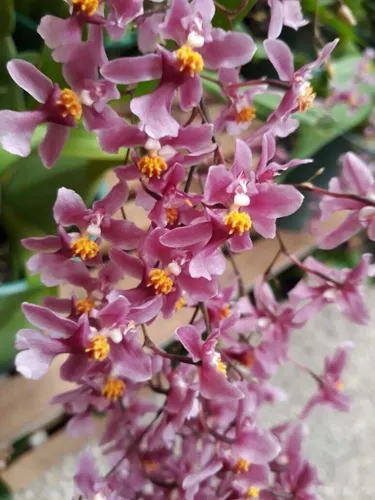 Orquídea Oncidium Ornithorhynchum (muda Sem Flor)