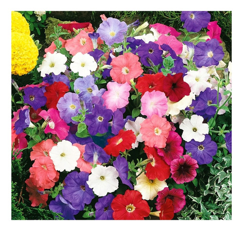 Pack De 2 Sobres De Semillas De Petunia Péndula Mix Colores