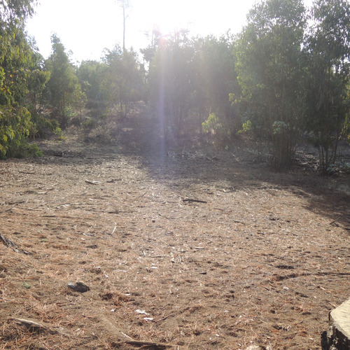 Terreno De 7.428 Mt A 200 Mt De Bajada Playa Caucau, Horcon
