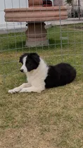 Comprar Border Collie Hembra C\u002Fregistro Fcm