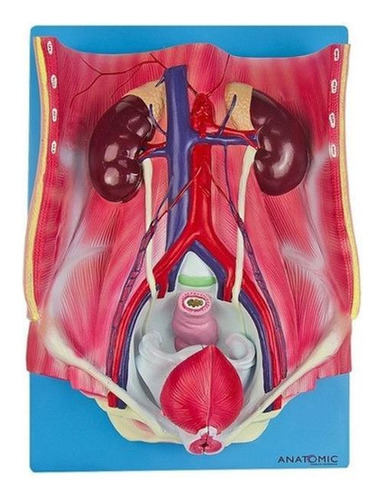 Sistema Urinário Clássico Em 4 Partes, Anatomia