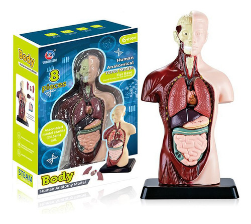 Modelo Corporal Do Torso Humano, Anatomia Anatômica Interna