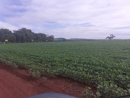 Imagem 4 de 4 de Linda Fazenda Para Venda Na Região De Miguelopolis-sp / Agua Comprida-mg, Com 130 Hectares Sendo 128 Hectares Em Soja, Margens Rio Grande - Fa00255 - 69529409