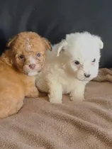Comprar Cachorros Maltipoo Envío Incluido Café, Beige, Blanco Y Otros