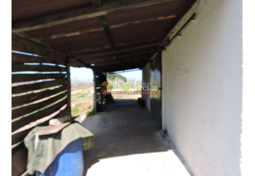 Imagen 12 de 16 de Campo, 7 Has, Cno Mendoza, Quinta En Producción Con Frente A Dos Caminos