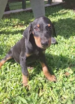 Comprar Cachorros Doberman Para La Venta 