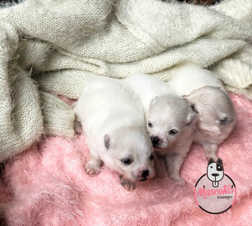 Imagen 2 de 3 de Espectaculares Cachorros Pomerania Blancos Precio