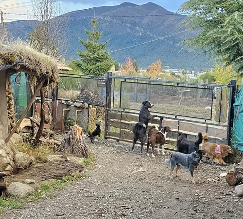 Guardería & Pensionado Canino En Bariloche Sin Jaulas
