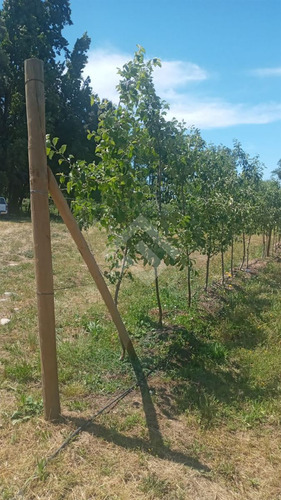 Agrícola En Venta En Linares