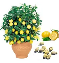 Comprar 20 Unidsbolsa De Semillas De Arbol De Limon Plantas Semillas