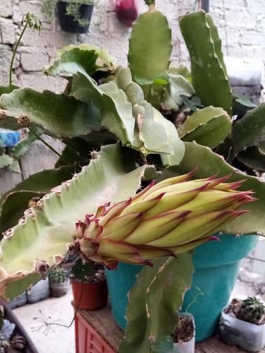 Docena De Esquejes De Pitahaya (Usado)