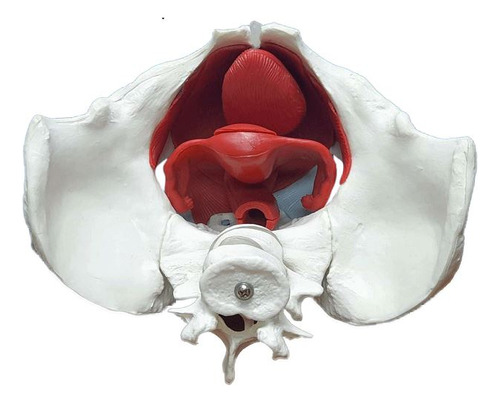 Anatomia Da Pelve Feminina Com Útero,ovário E Ossos Quadril