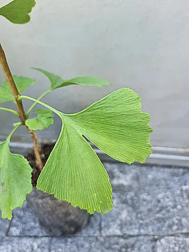 Árbol Gingko Biloba