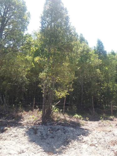 Vende Parcela En Maderos De Puerto Varas