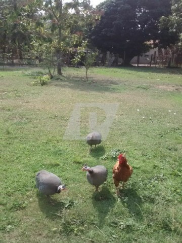 Imagem 29 de 30 de Chácara À Venda Em Charqueada - Ch00078 - 34495435