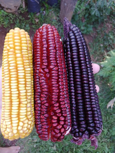 40 Sementes De Milho Vermelho Crioulo Para Mudas