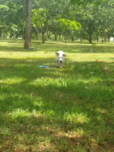 Doação De Cachorro