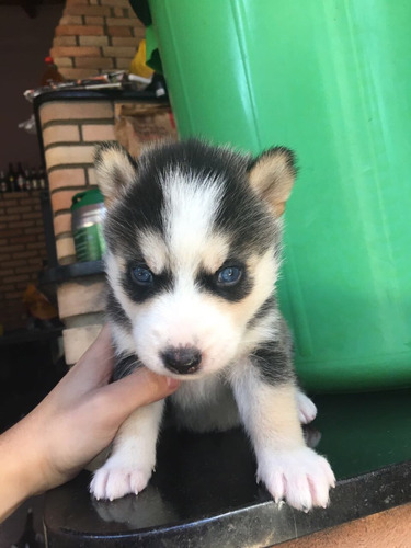 Filhote De Husky Siberiano