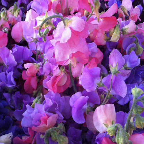 Semillas De Arvejilla De Olor - Lathyrus Odoratus