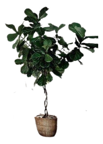 Ficus Pandurata O Lyrata De 2 -2.30 Metros De Altura