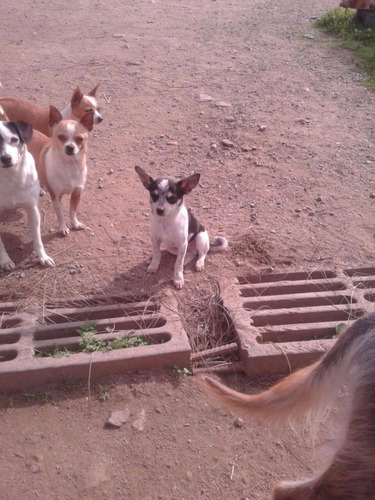 Machito Chihuahua De Cinco Meses