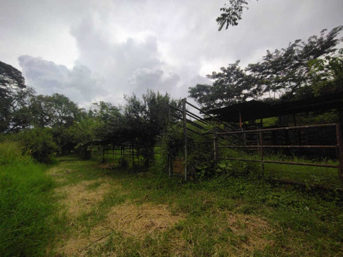Imagen 11 de 14 de Baja De Precio... En Venta Finca En El Municipio Montalban - Carabobo
