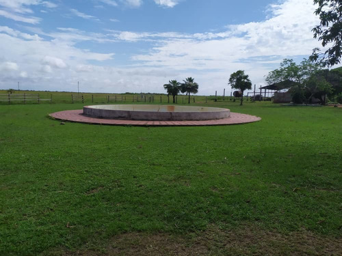 Imagen 7 de 20 de Hato En Edo. Guárico De Ganado Cebú En Venta