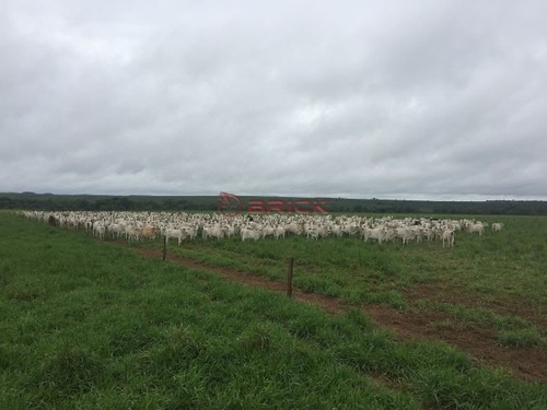 Imagem 1 de 9 de Fazenda A Venda Em Santa Maria Do Tocantins, Com Dupla Aptidão, Por R$ 60 Milhões Com 3.789 Hectares. - Fa00068 - 70732060
